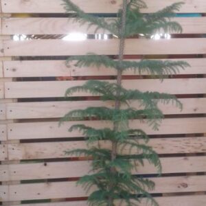 Araucaria