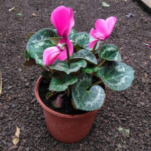 Violeta de percia