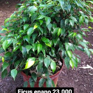 Ficus Enano