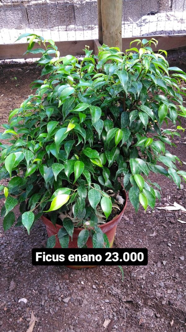 Ficus Enano