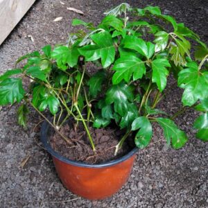 Cissus