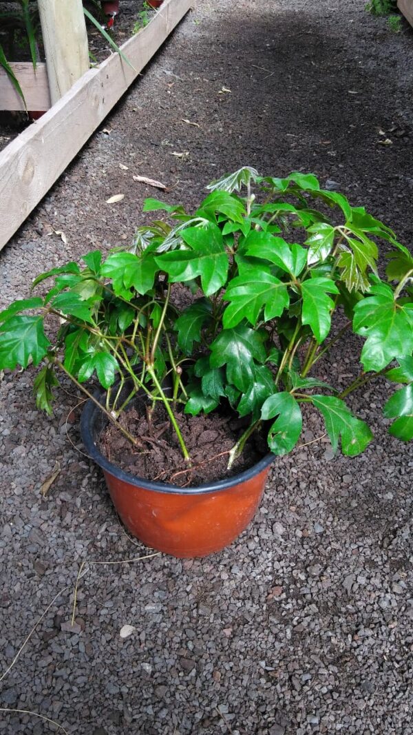 Cissus