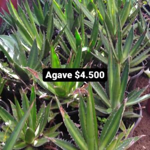 Agave