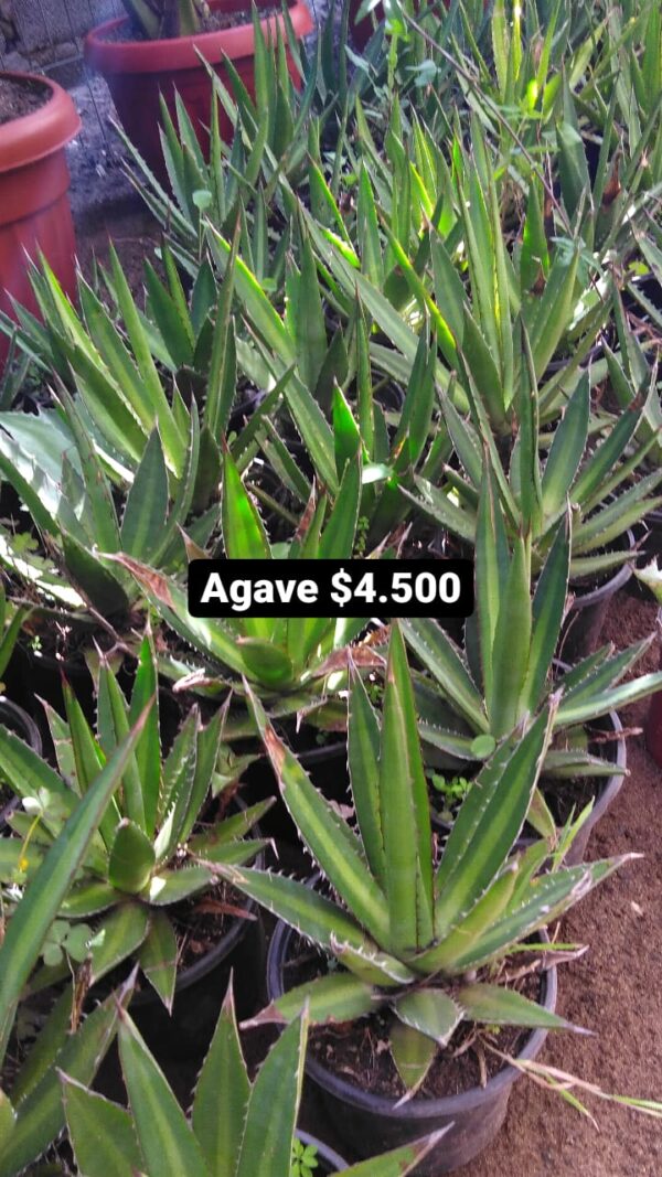Agave