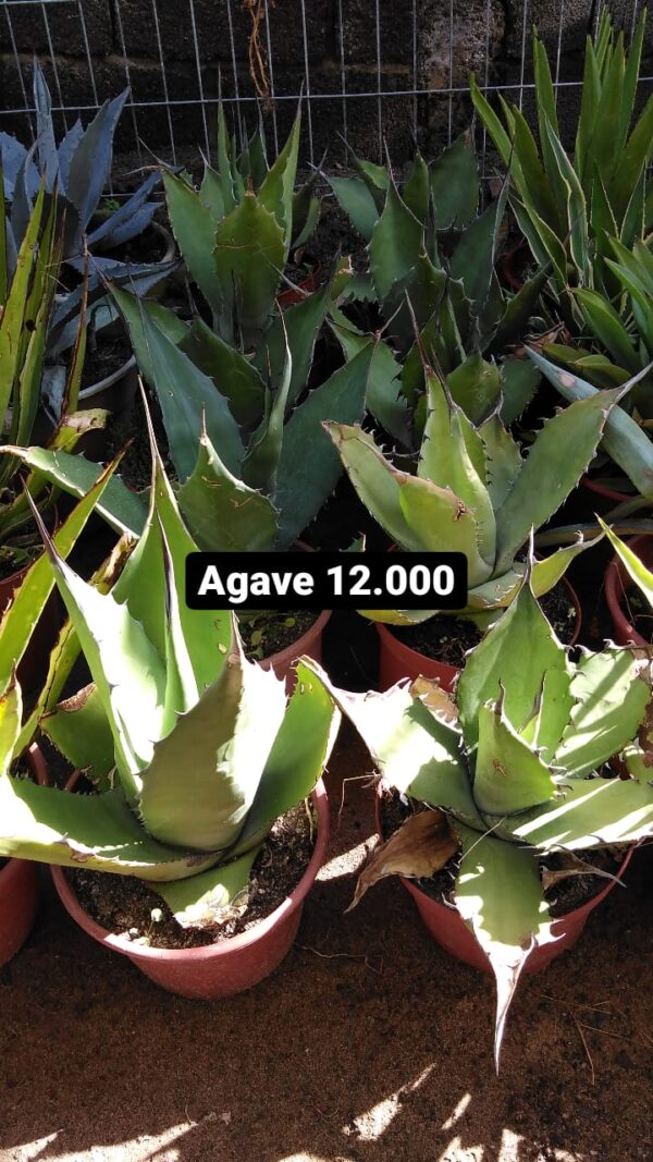 Agave