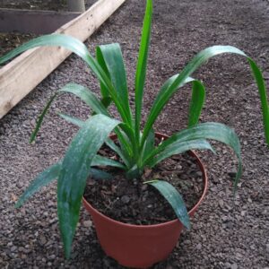 Yuca
