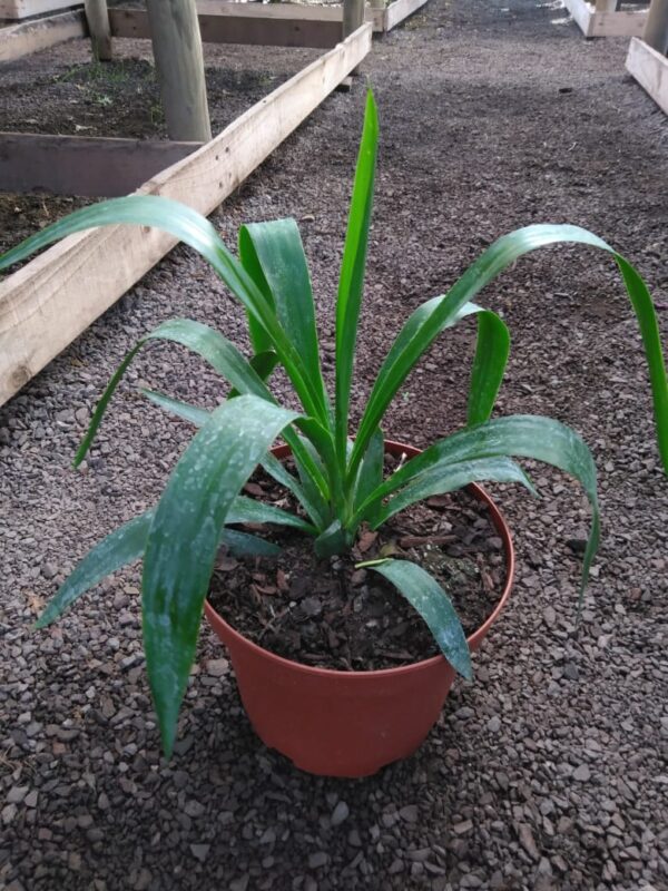 Yuca