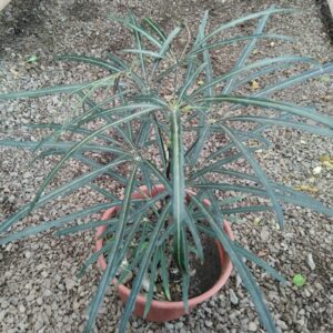 Aralia elegantísima