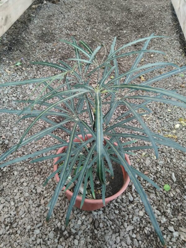 Aralia elegantísima