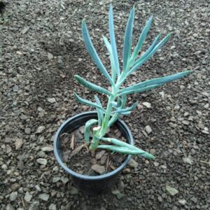 Suculentas