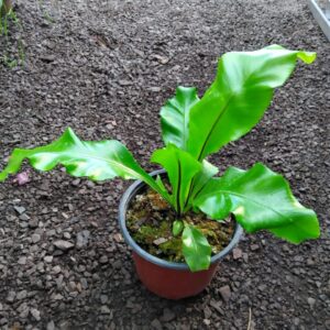Helecho Asplenium