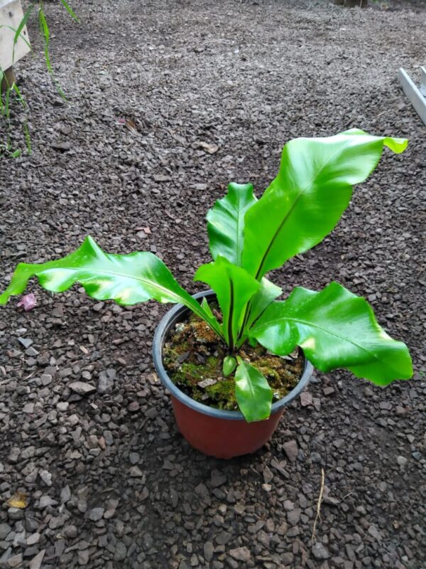 Helecho Asplenium