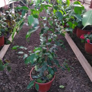 Ficus