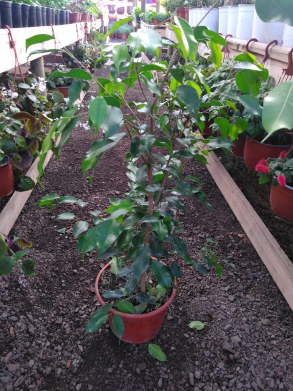 Ficus
