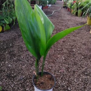 Aspirista