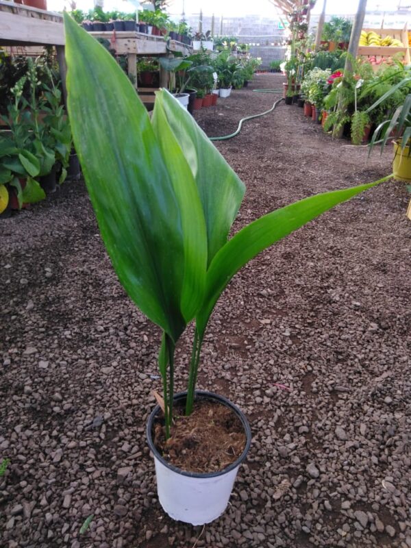 Aspirista