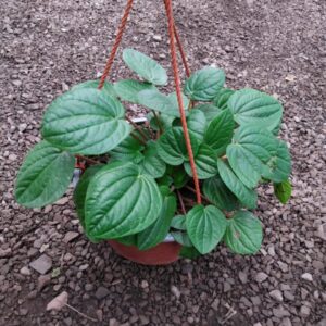 Peperomia albovittata