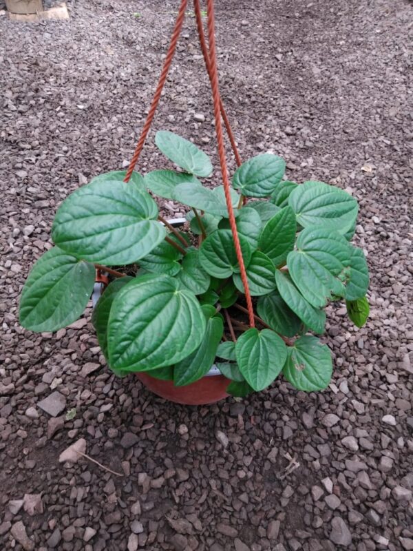 Peperomia albovittata