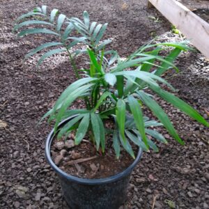 Palmera