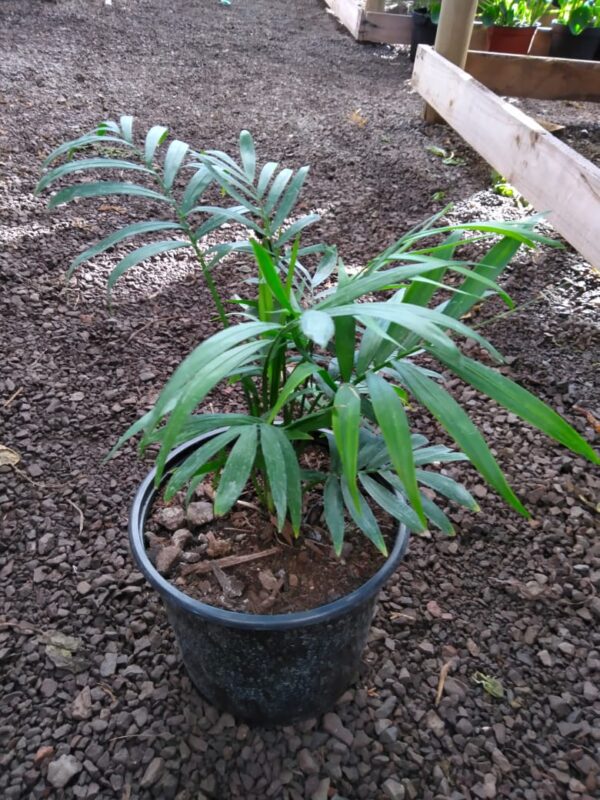 Palmera