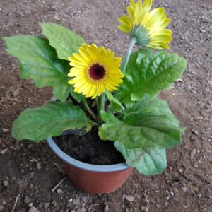 Gerbera