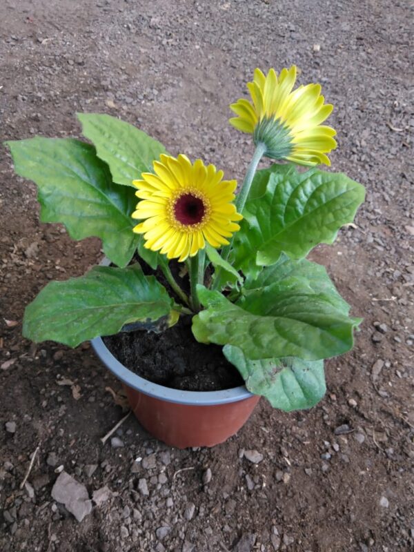 Gerbera