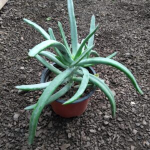 Suculenta Blanca