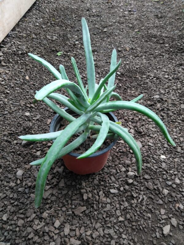 Suculenta Blanca
