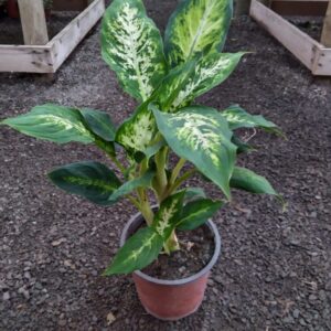 Dieffenbachia