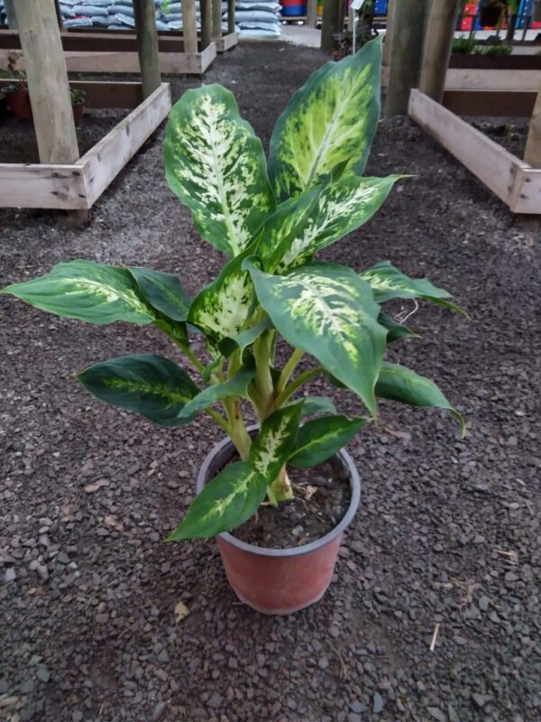 Dieffenbachia