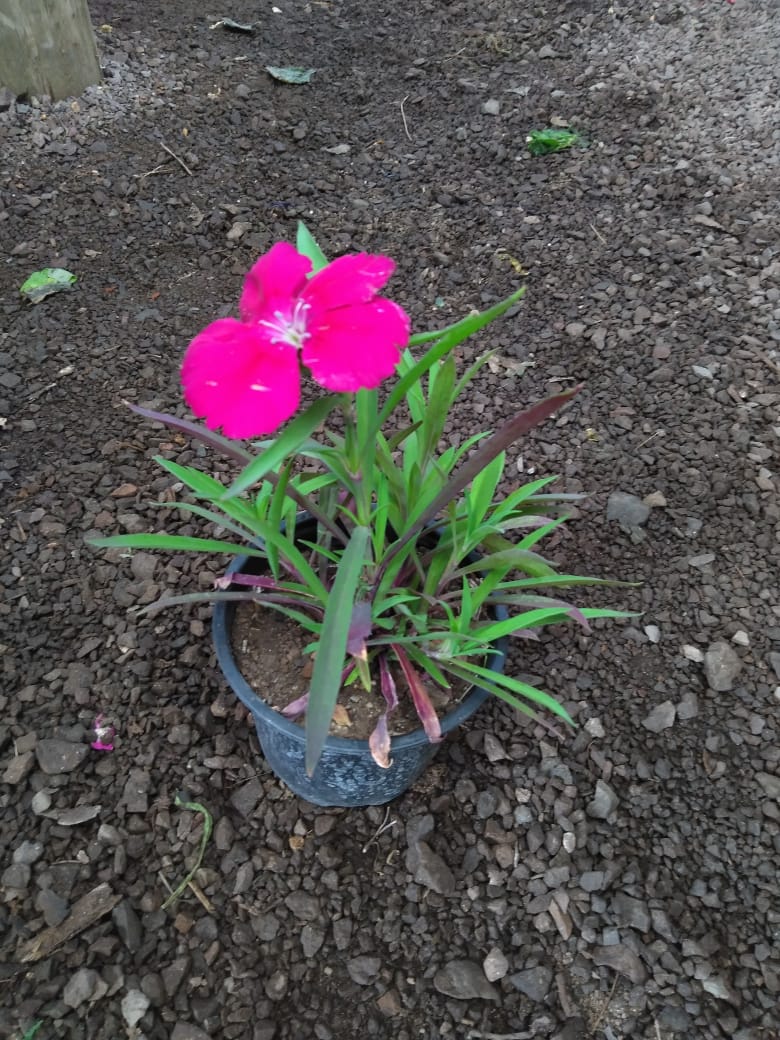 Clavelina – Vivero Antofagasta