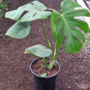 Monstera