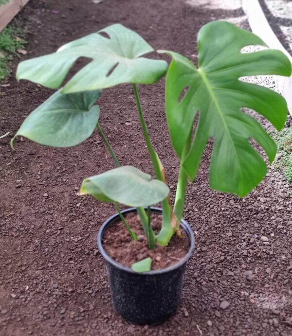 Monstera