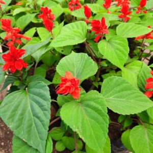 Salvia en flor