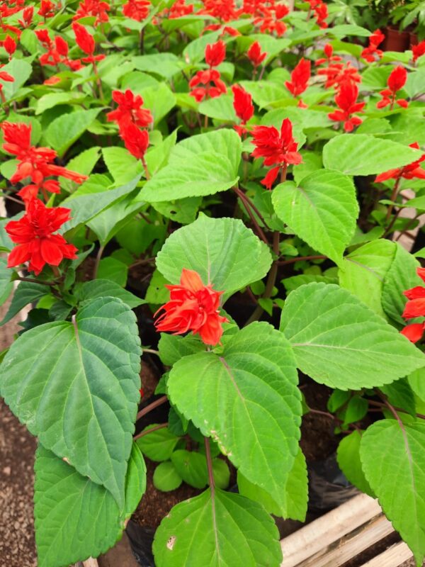 Salvia en flor