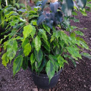 Ficus Benjamin