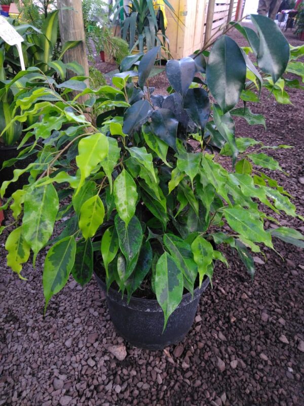 Ficus Benjamin
