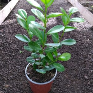 Ficus Monocromo