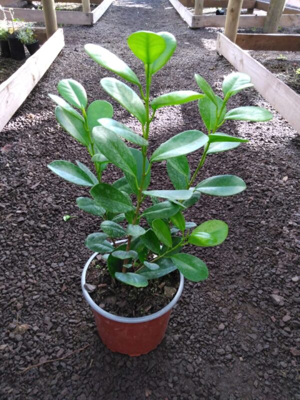 Ficus Monocromo