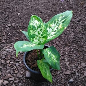 Dieffenbachia