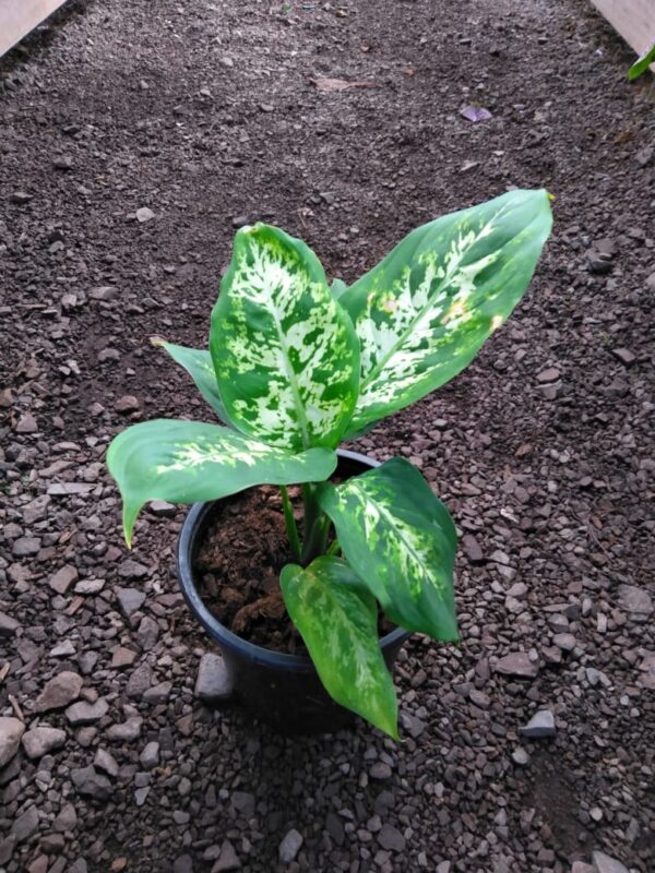 Dieffenbachia