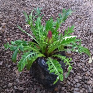 Gazania