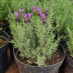 Lavanda STOECHA