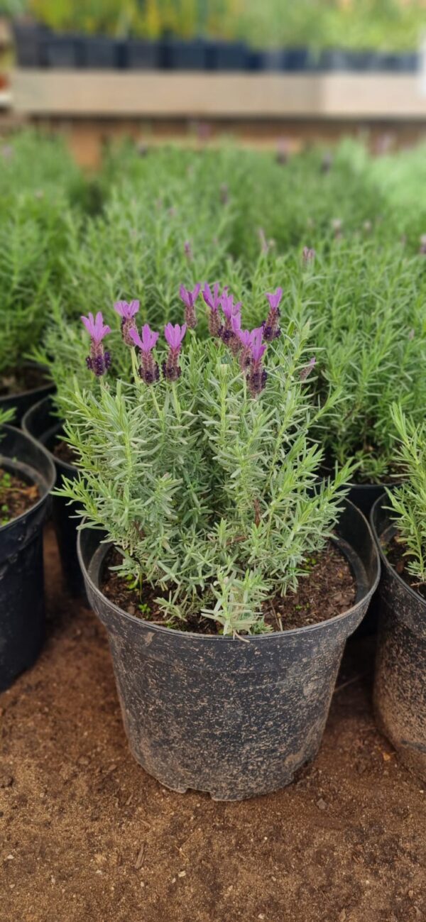 Lavanda STOECHA