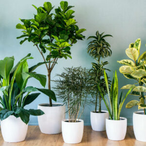 Plantas de Interior