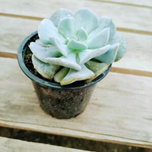 Echeveria Cubic Frost