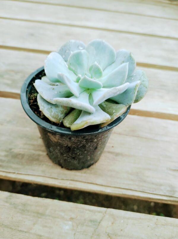 Echeveria Cubic Frost
