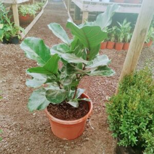 Ficus Lyrata