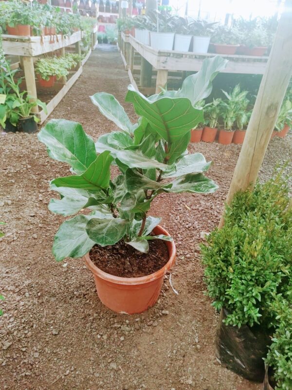 Ficus Lyrata