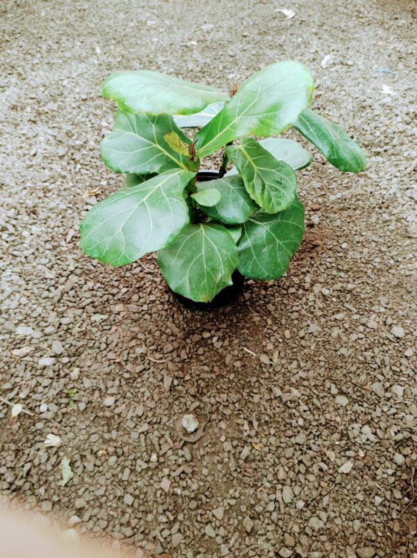 Ficus Lyrata